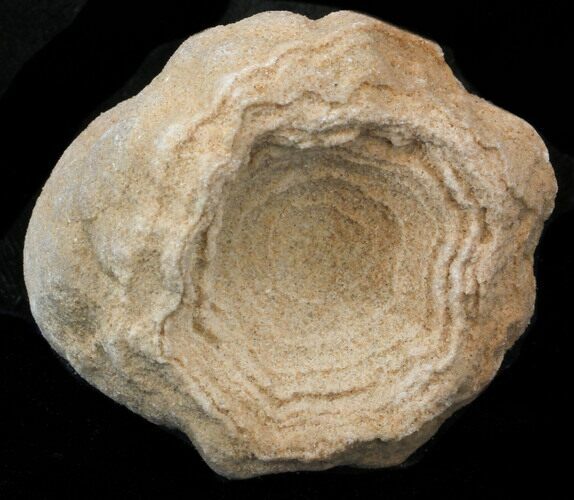 Flower-Like Sandstone Concretion - Pseudo Stromatolite #34209